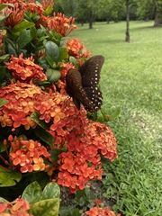 Papilio menatius victorinus
