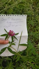 Trifolium medium
