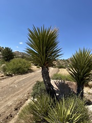 Yucca schidigera