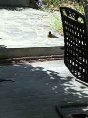 Turdus migratorius