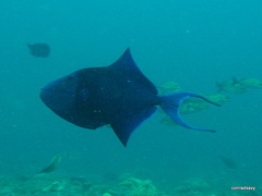 Odonus niger