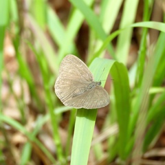 Hermeuptychia intricata
