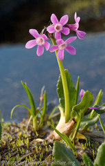 Primula pumila