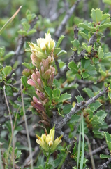 Castilleja affinis neglecta