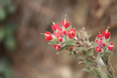 Castilleja scorzonerifolia