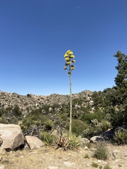 Agave deserti