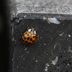 Harmonia axyridis