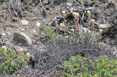 Castilleja affinis neglecta