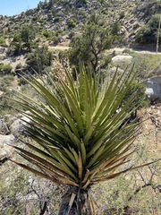 Yucca schidigera