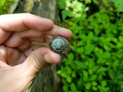 Webbhelix multilineata