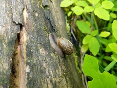 Webbhelix multilineata