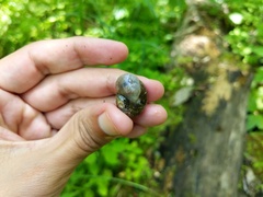 Webbhelix multilineata