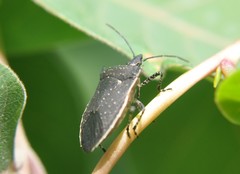 Padaeus viduus