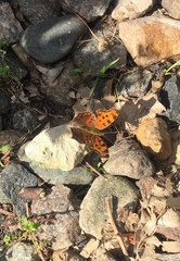Polygonia progne
