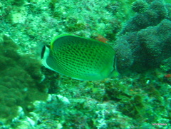 Chaetodon guttatissimus