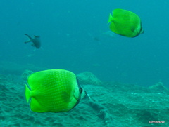 Chaetodon kleinii