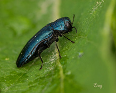 Agrilus cyanescens