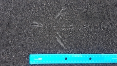 Egretta novaehollandiae