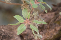 Arbutus tessellata