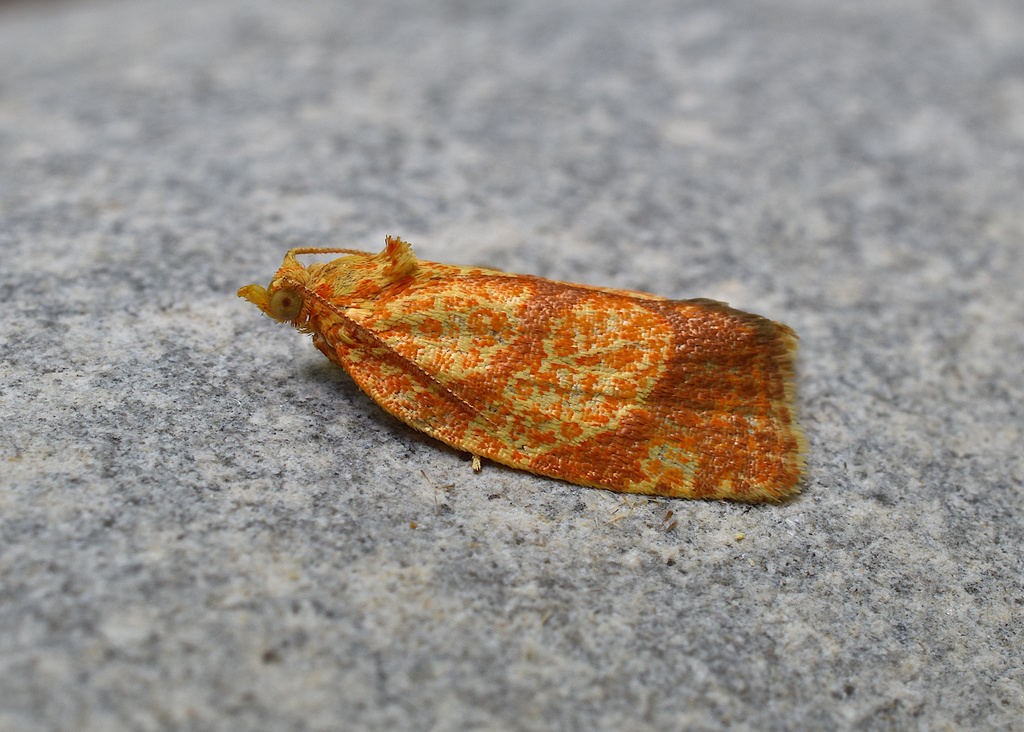 Four-lined Leafroller Moth