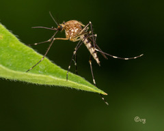 Aedes canadensis