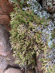 Selaginella weatherbiana