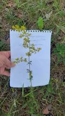 Galium verum