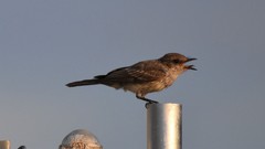 Pyrocephalus rubinus