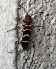 Neoclytus acuminatus acuminatus