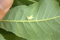 Caryomyia cucurbitata