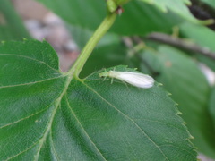 Alloperla
