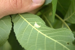 Caryomyia cucurbitata