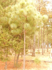 Pinus durangensis