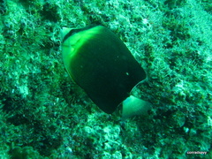 Chaetodon blackburnii