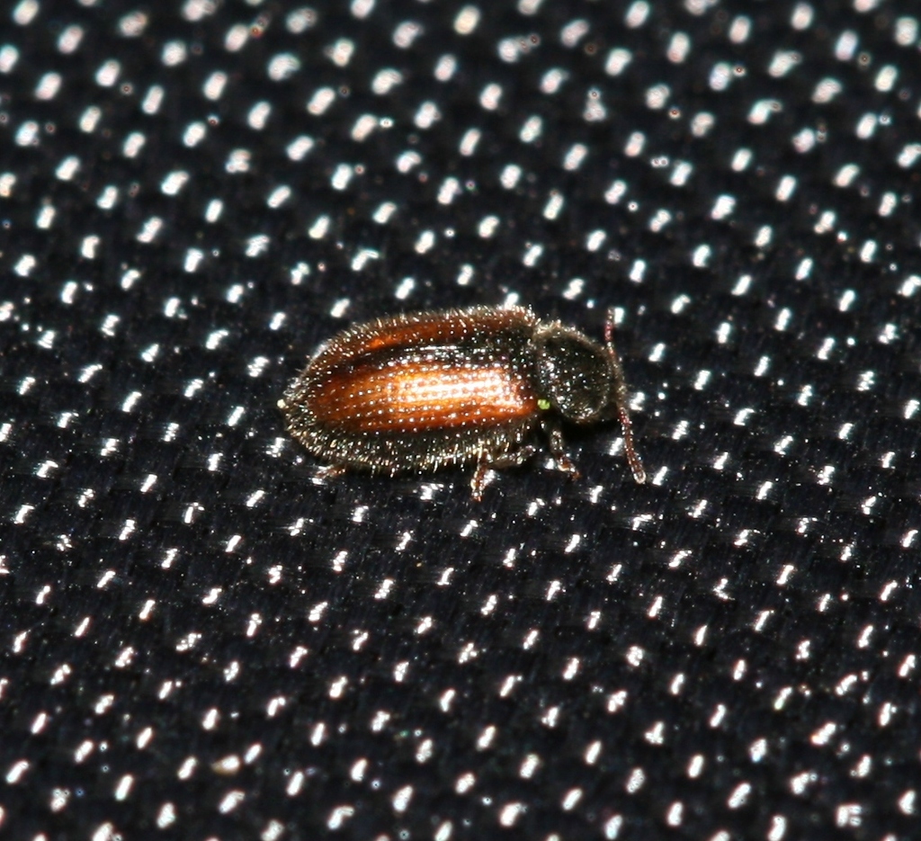 Erichson's tooth-necked fungus beetle