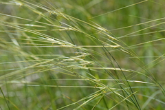 Hesperostipa spartea