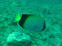Chaetodon dolosus