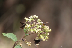 Asclepias similis