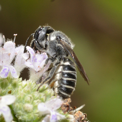 Megachile exilis