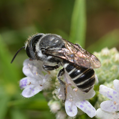 Megachile exilis