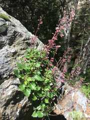 Heuchera caespitosa