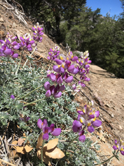 Lupinus excubitus