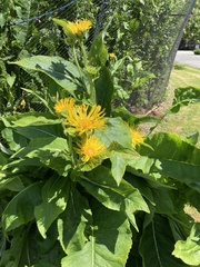 Inula helenium