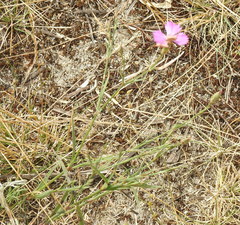 Dianthus campestris