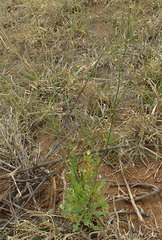 Asteraceae