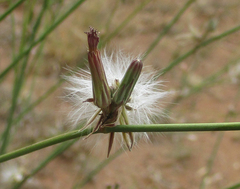 Asteraceae