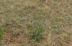 Asteraceae