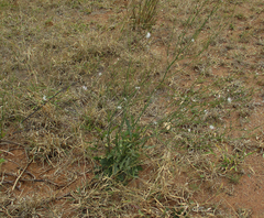 Asteraceae
