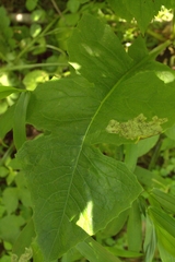 Liriomyza taraxaci