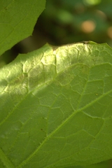 Liriomyza taraxaci